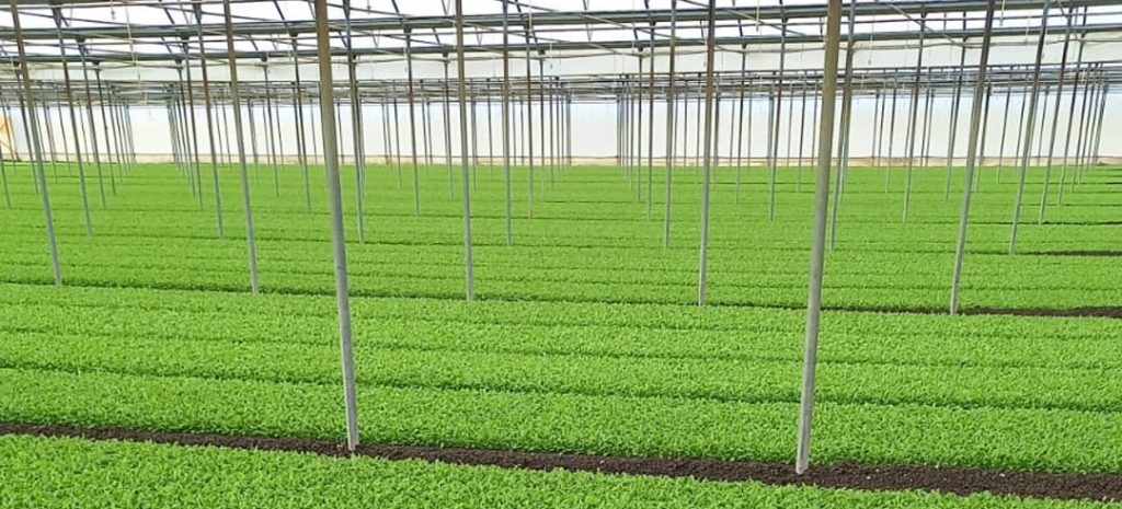 Rucola 2023