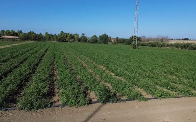 Via alla raccolta dati di Biostimolanti in Campo