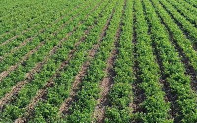1 Luglio: visita guidata alle parcelle di pomodoro da industria