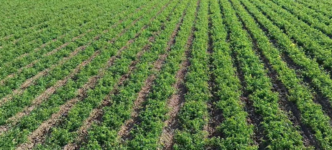 1 Luglio: visita guidata alle parcelle di pomodoro da industria