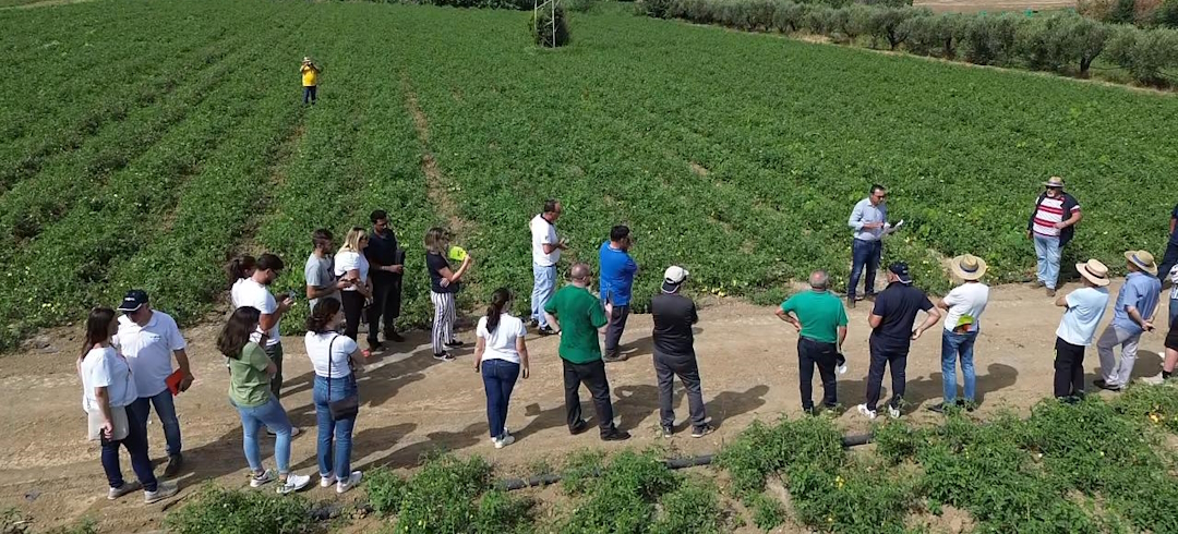 Risultati già evidenti sul pomodoro al Sud