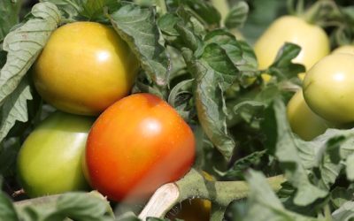 I biostimolanti su pomodoro da industria migliorano rese e qualità