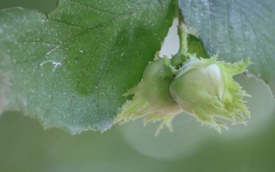 Biostimolanti su nocciolo, effetti positivi sulla produzione