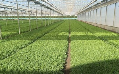Rese e qualità della rucola migliorano con i biostimolanti