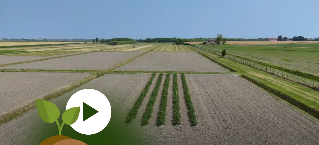 Biostimolanti in campo su pomodoro da industria: scopri le sperimentazioni 2025
