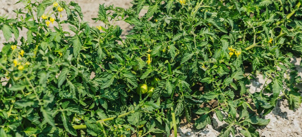 pomodoro da industria in prova biostimolanti in campo