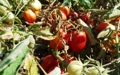 21 novembre: i risultati dei biostimolanti sul pomodoro