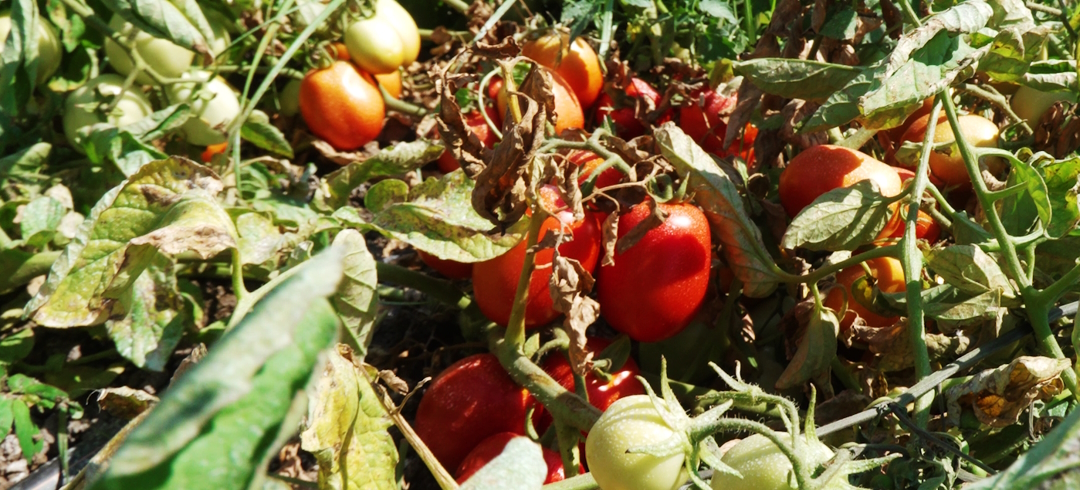 21 novembre: i risultati dei biostimolanti sul pomodoro