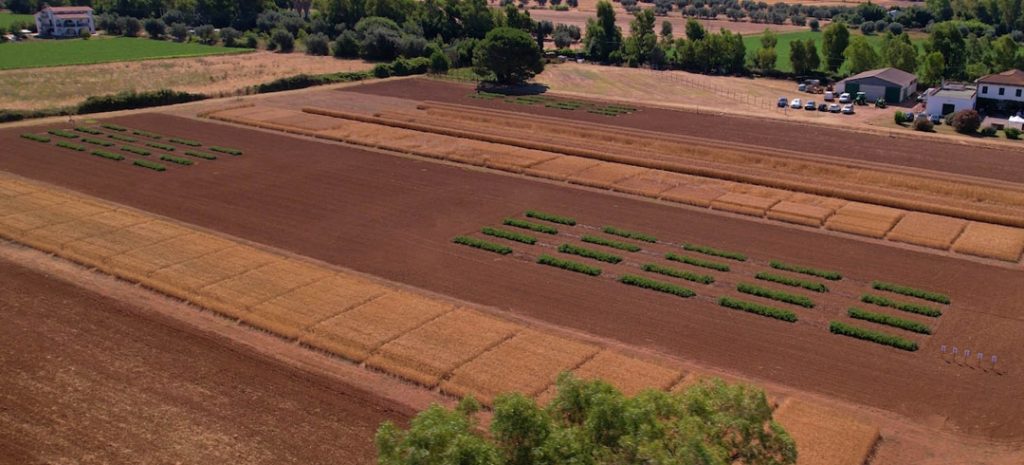campo prova biostimolanti in campo pomodoro da industria a Tarquinia