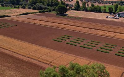 A Tarquinia ottimi risultati dai biostimolanti su pomodoro