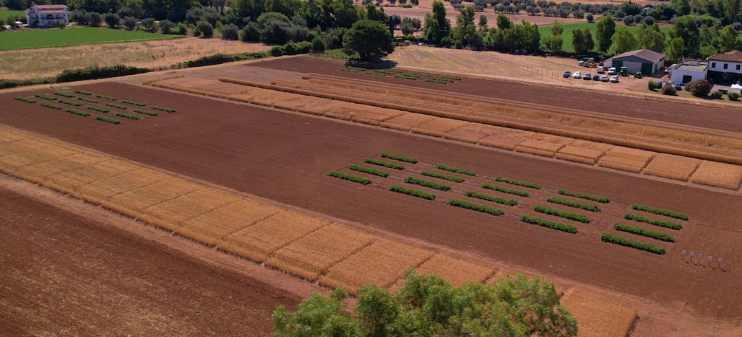 A Tarquinia ottimi risultati dai biostimolanti su pomodoro