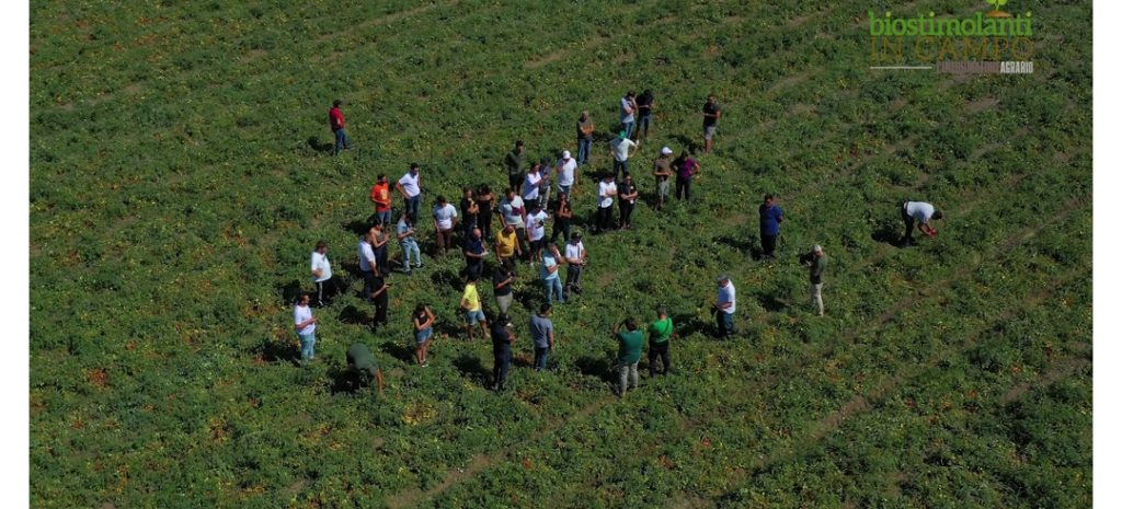 visita campo biostimolanti pomodoro da industria Eboli