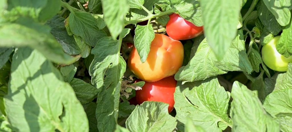 Pomodoro da industria maturo pronto alla raccolta