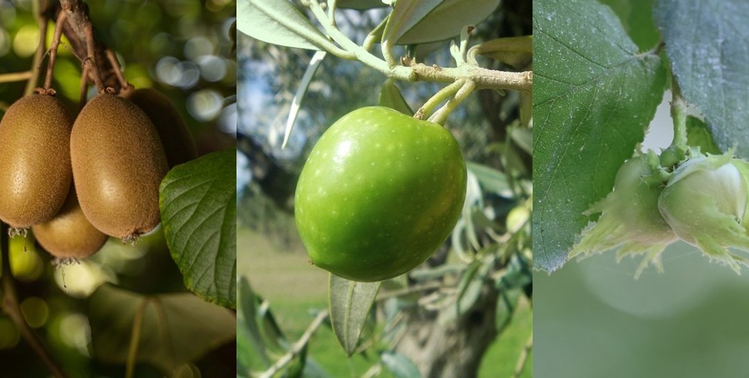 Webinar dei risultati su nocciolo, actinidia e olivo