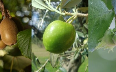 Webinar dei risultati su nocciolo, actinidia e olivo