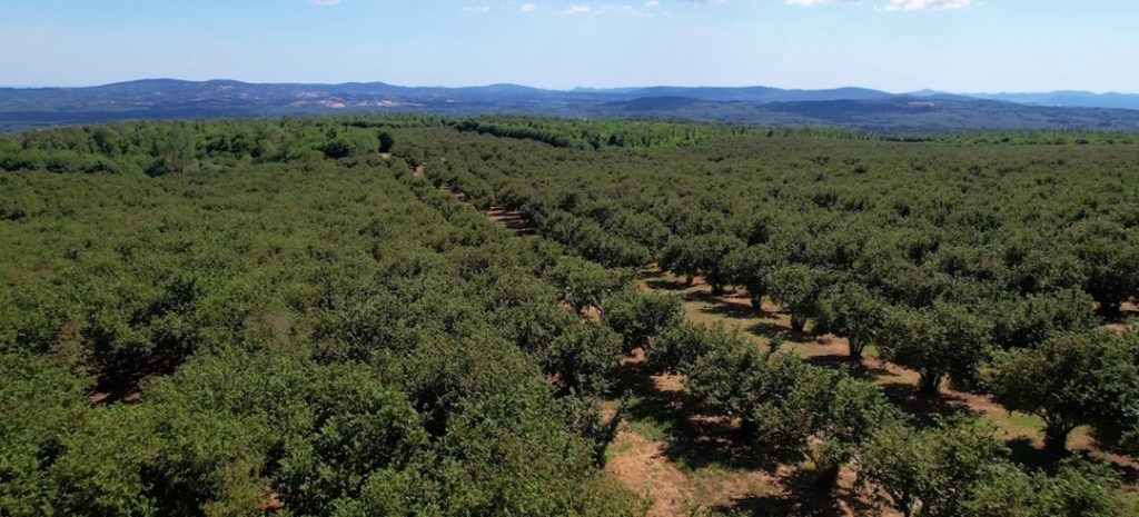 Nocciolo Tenula Longinotti Ronciglione