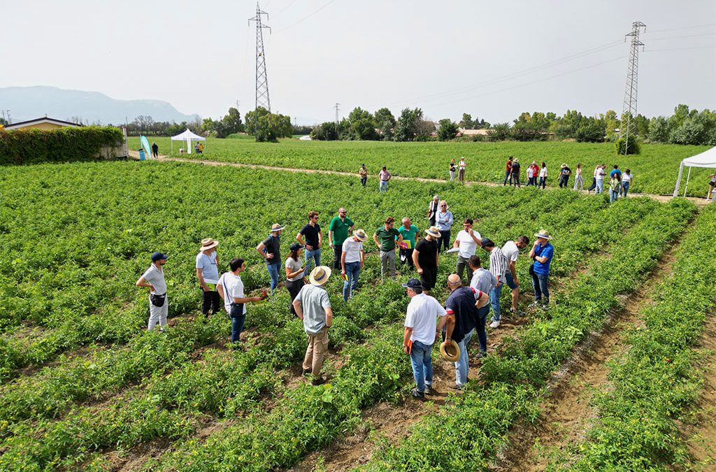 Visita guidata alle parcelle di pomodoro da industria – Eboli (SA)