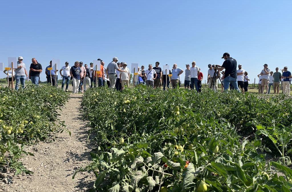 Visita guidata alle parcelle di pomodoro da industria – Rosolina (RO)