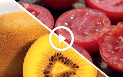 Pomodoro e actinidia protagoniste di Biostimolanti in Campo 2026