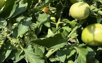 Pomodoro da industria: come battere il caldo record con i biostimolanti