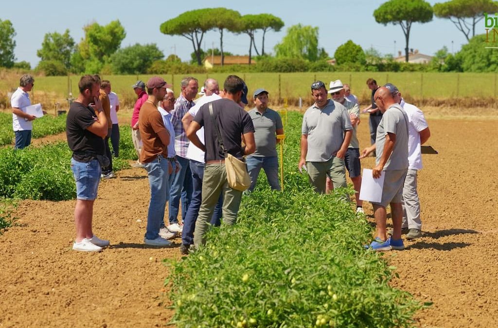 Visita guidata alle parcelle di pomodoro da industria – Tarquinia (VT)