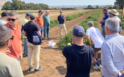 Biostimolanti su pomodoro a Tarquinia: la sfida delle ondate di calore 2026