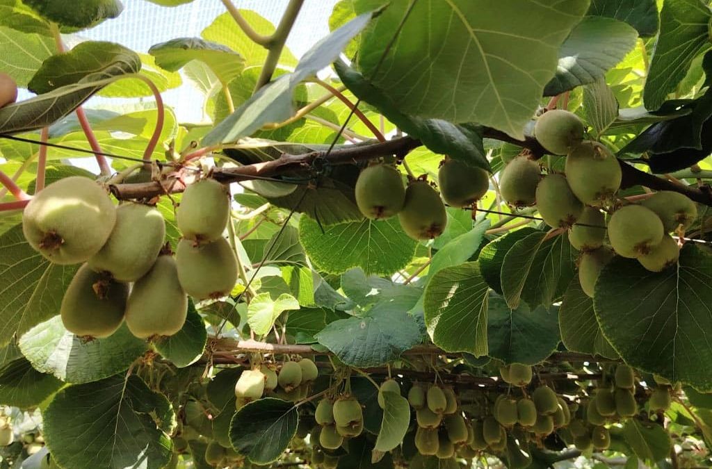 Visita guidata alle parcelle di actinidia – Sabaudia (LT)