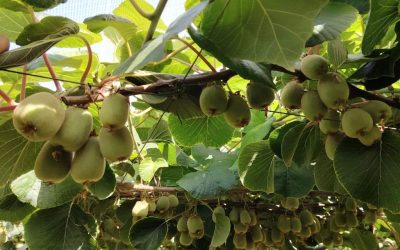 Visita guidata alle parcelle di actinidia – Sabaudia (LT)